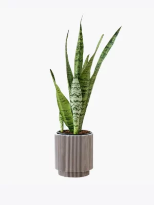 product-image-6_optimized test jeux chiens